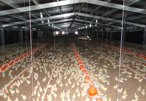 106x14.5x3m Poultry house for Dutch BY -218