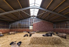 24 Cattle&Sheep Barn 3785m2 Australian